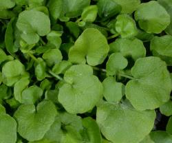 Cardamine polyodontes. Plant with rosette leaves.
 Image: P.B. Heenan © Landcare Research 2019 CC BY 3.0 NZ